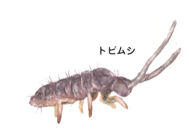 昆虫たちの不思議な性の世界 オオアオイトトンボの交尾行動 一色出版