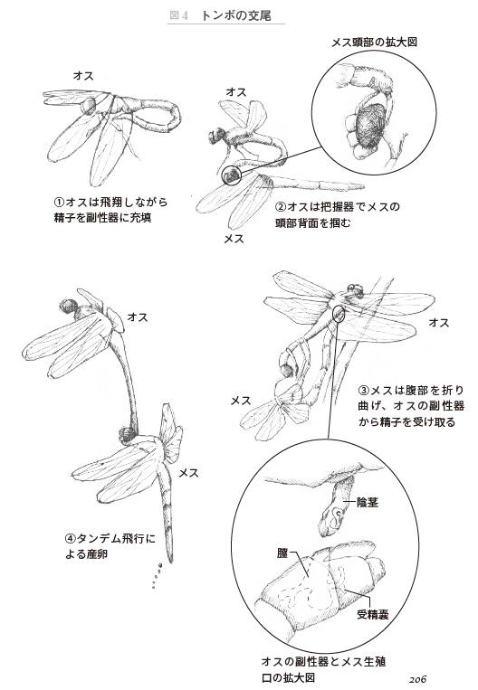 昆虫たちの不思議な性の世界 メスが主導するトンボの交尾 一色出版