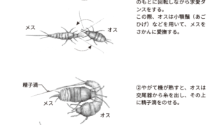 オスとメスの見分けかた 昆虫たちの不思議な性の世界 一色出版