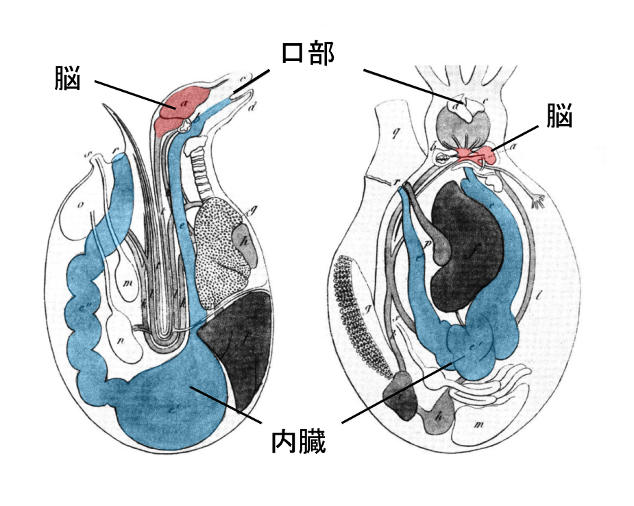 第５章 知能の普遍デザインとは何か タコと軟体動物の脳 一色出版