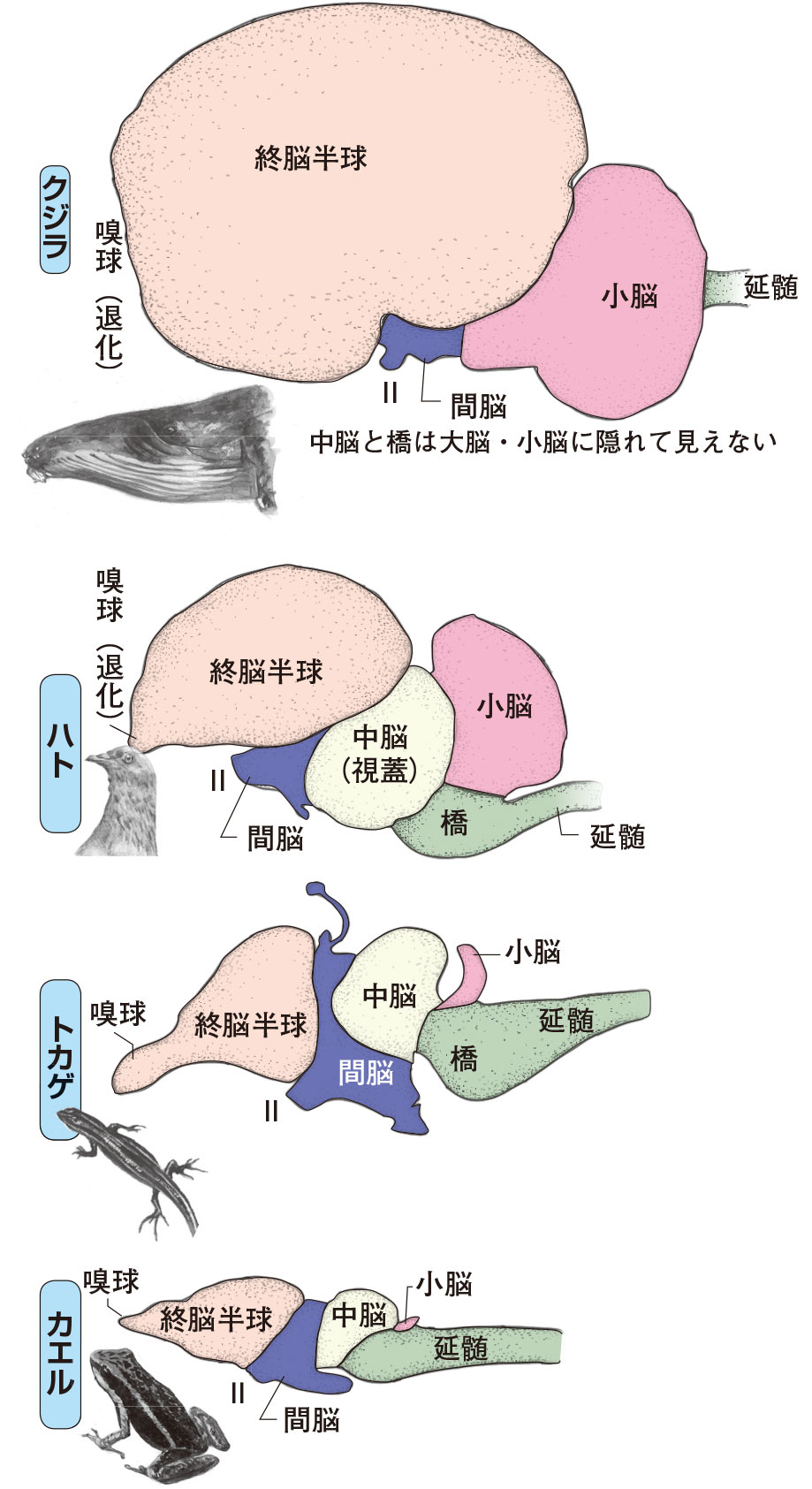 第7章 脊椎動物の脳の起源︱円口類の脳 | 一色出版