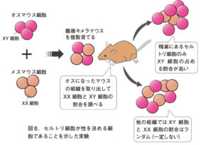 第１章 雌雄はどのように作られるか 一色出版