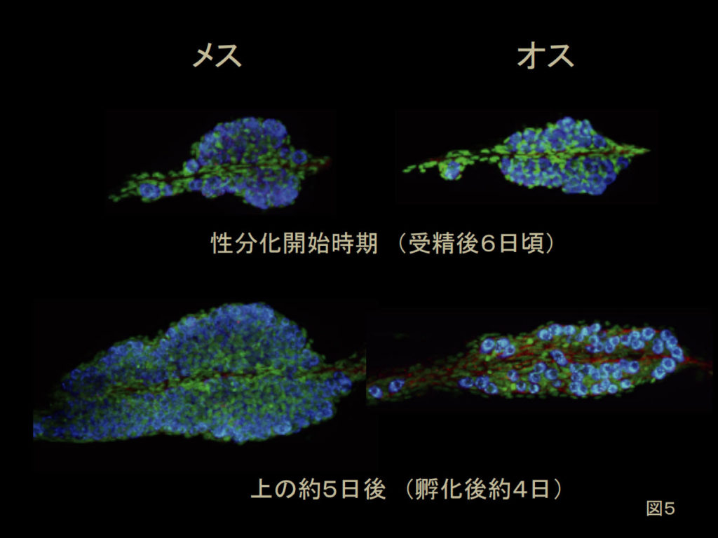 第２章 魚の性 自由に転換する性 一色出版