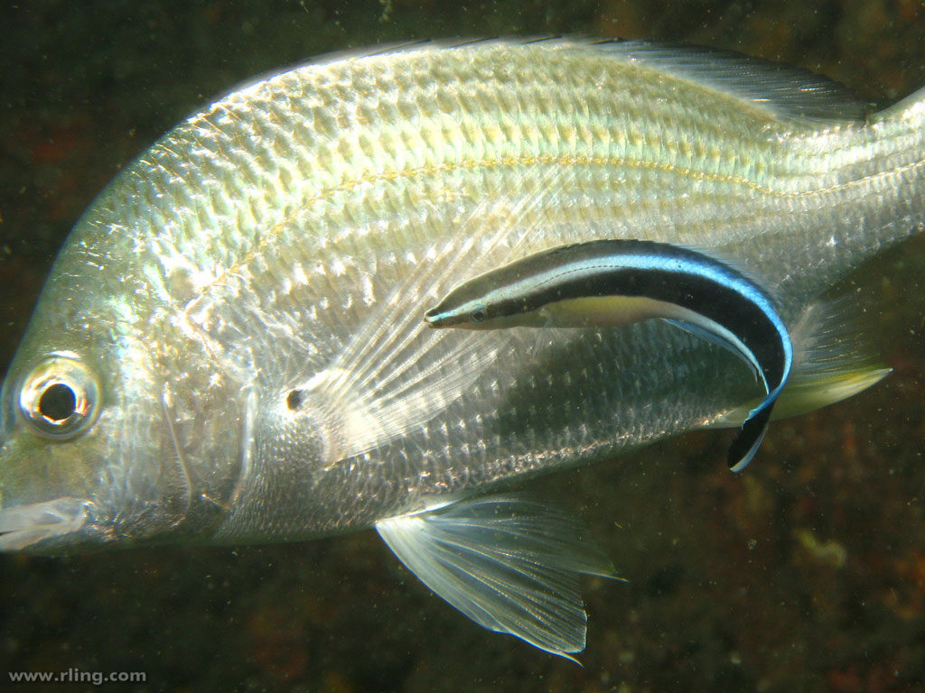 第２章 魚の性 自由に転換する性 一色出版