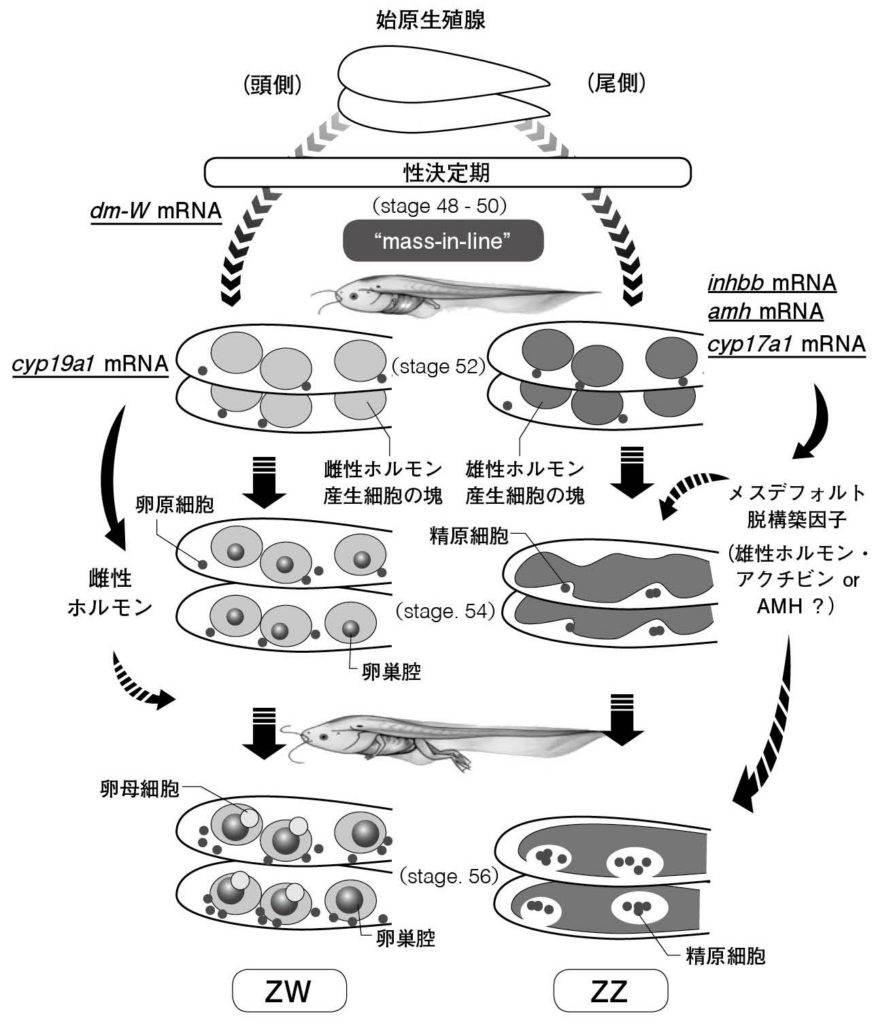 第３章 両生類の性 せめぎ合う性決定様式 一色出版