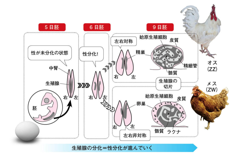 第５章 鳥の性︱遺伝子と性ホルモンがせめぎ合う性 | 一色出版