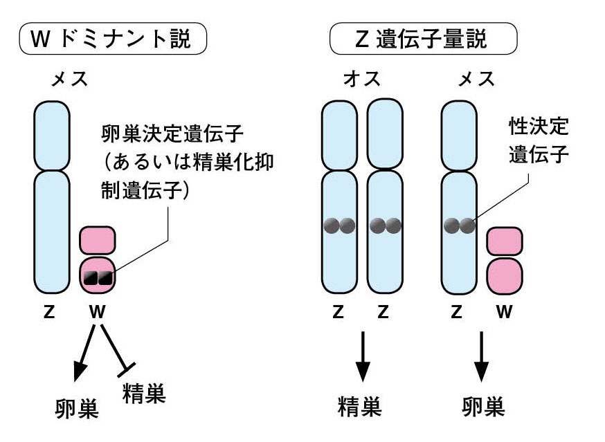 第５章 鳥の性 遺伝子と性ホルモンがせめぎ合う性 一色出版