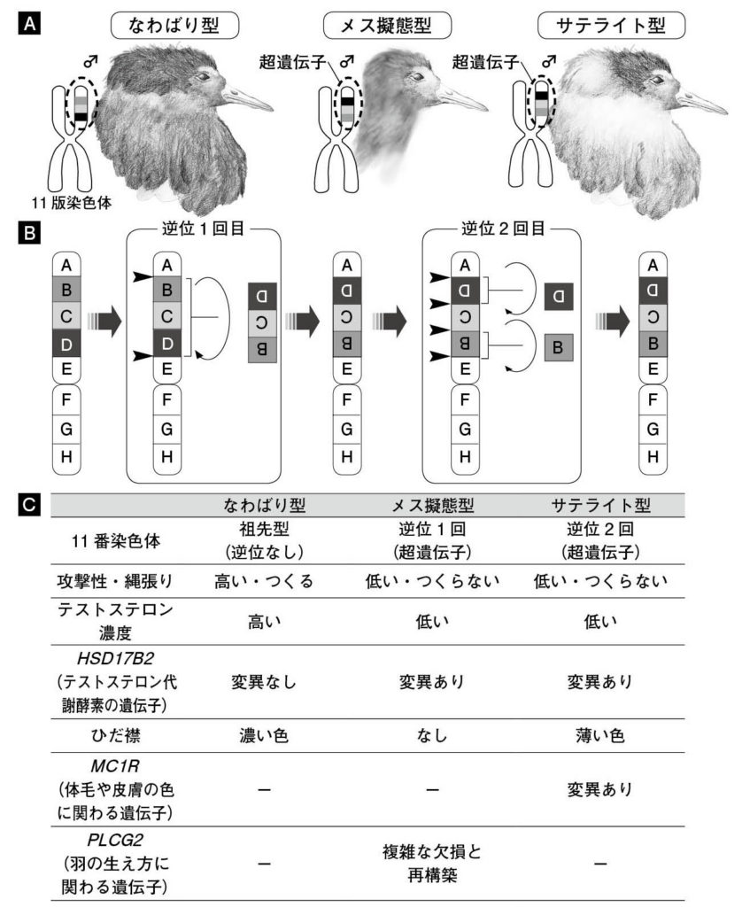 第５章 鳥の性︱遺伝子と性ホルモンがせめぎ合う性 | 一色出版