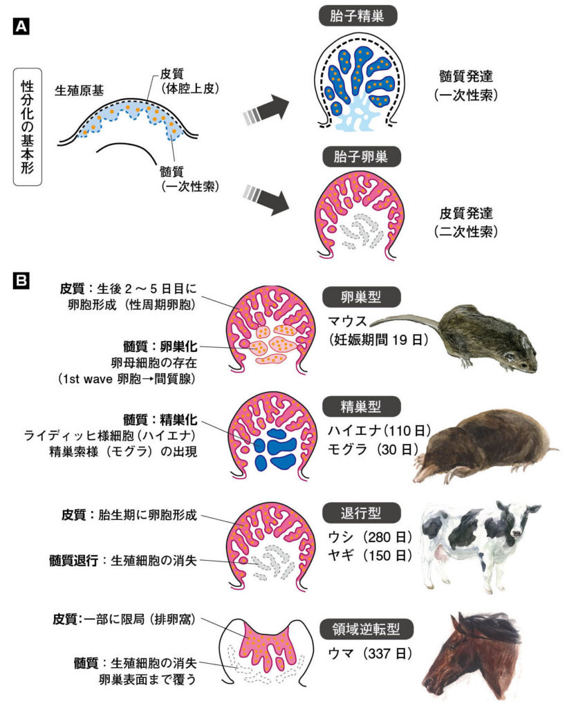 第６章 哺乳類の生殖腺の性︱精巣・卵巣から生まれる性 | 一色出版