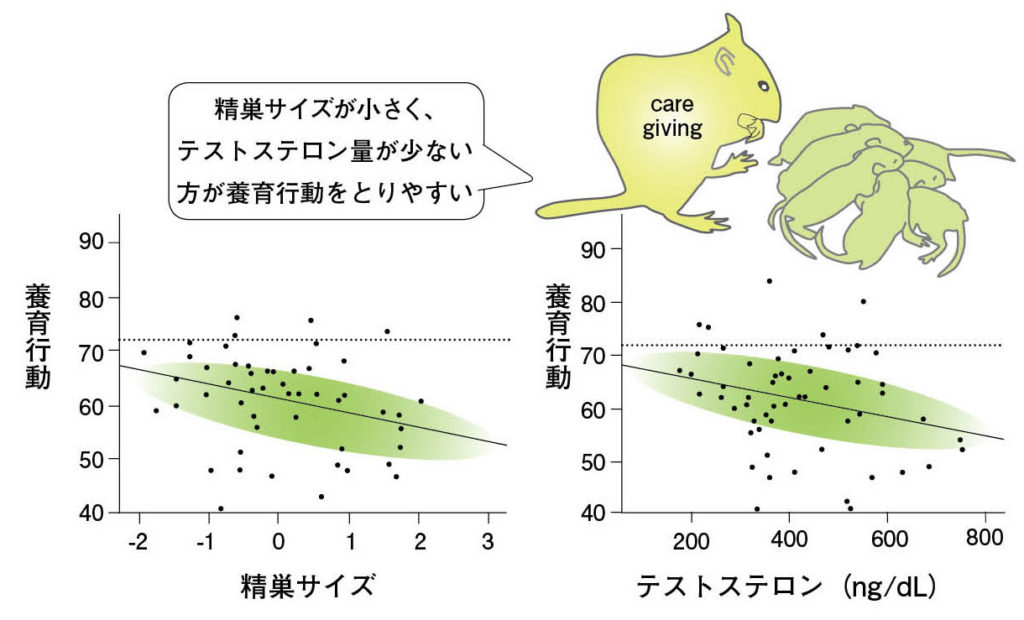 第７章 哺乳類の脳の性 感情 行動をつかさどる性 一色出版