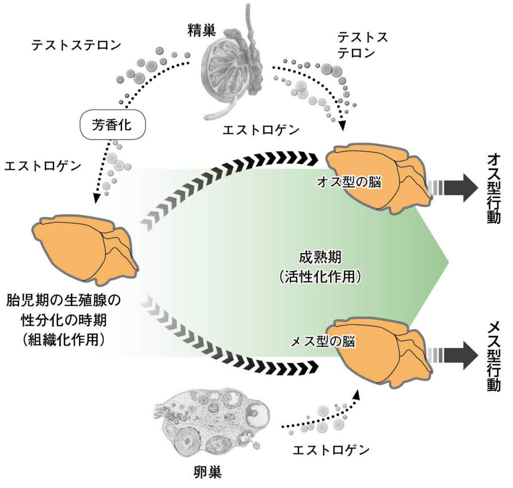 Ips細胞 体細胞から生殖細胞 へ 生物学科 東邦大学