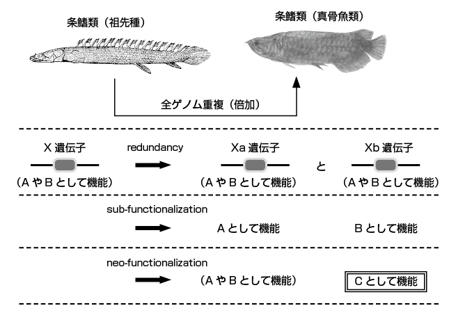 第3章 硬骨魚類の多様な生存戦略が もたらす進化 | 一色出版