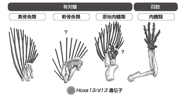 第3章 硬骨魚類の多様な生存戦略が もたらす進化 一色出版