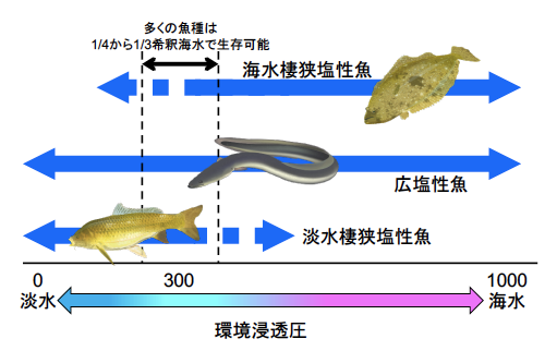 第6章 海と川をいったりきたり 浸透圧調節のしくみ 一色出版