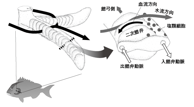 第6章 海と川をいったりきたり 浸透圧調節のしくみ 一色出版