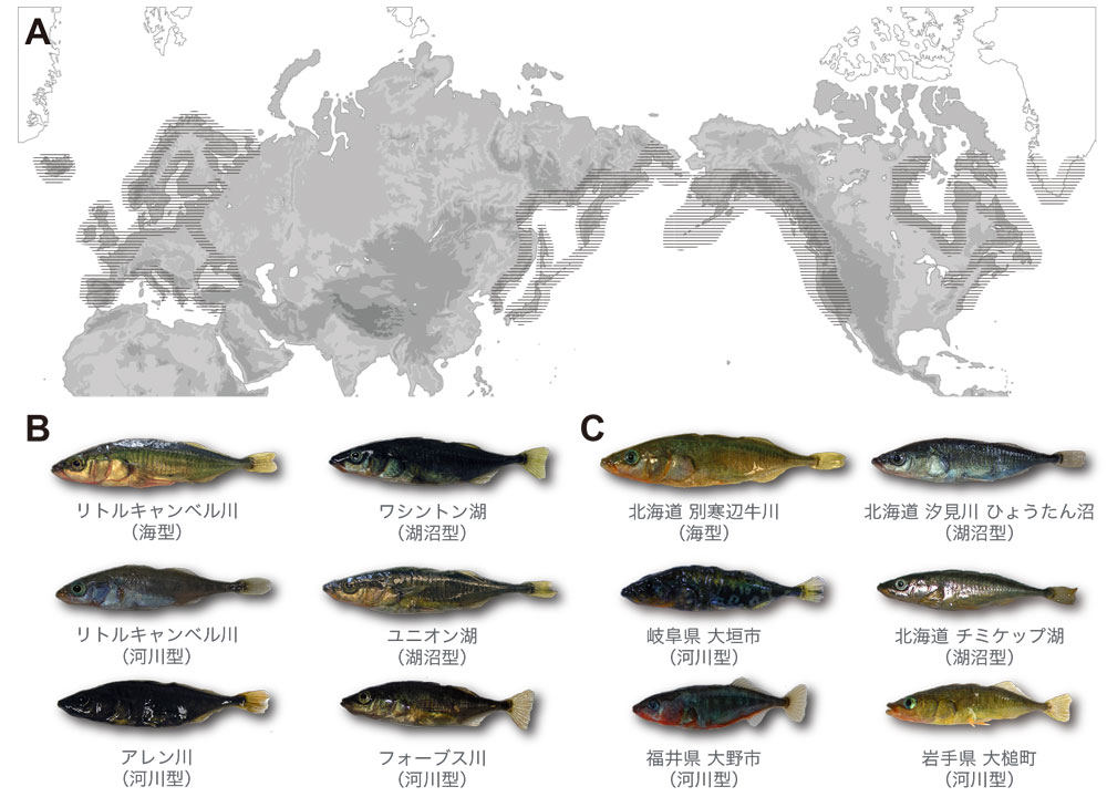 遺伝子から解き明かす魚の不思議な世界・ダイジェスト版 | 一色出版