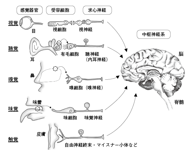 第8章 電気を感じ 電気を出す魚たち 一色出版