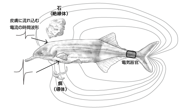 第8章 電気を感じ 電気を出す魚たち 一色出版