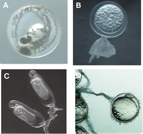 第11章 魚の卵の膜とそれを分解する酵素の共進化 一色出版