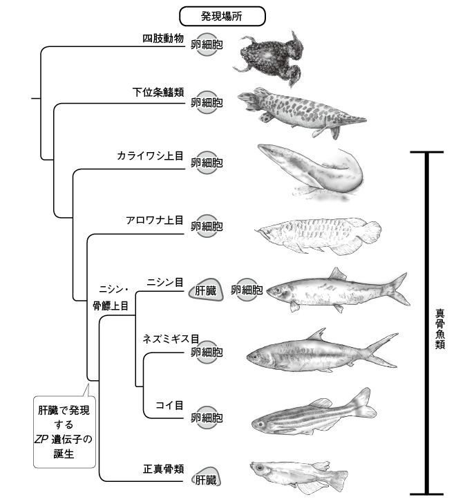 第11章 魚の卵の膜とそれを分解する酵素の共進化 一色出版