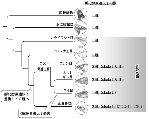 第11章 魚の卵の膜とそれを分解する酵素の共進化 一色出版