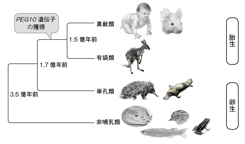 第12章 卵生と卵胎生 魚類の多様な繁殖戦略 一色出版