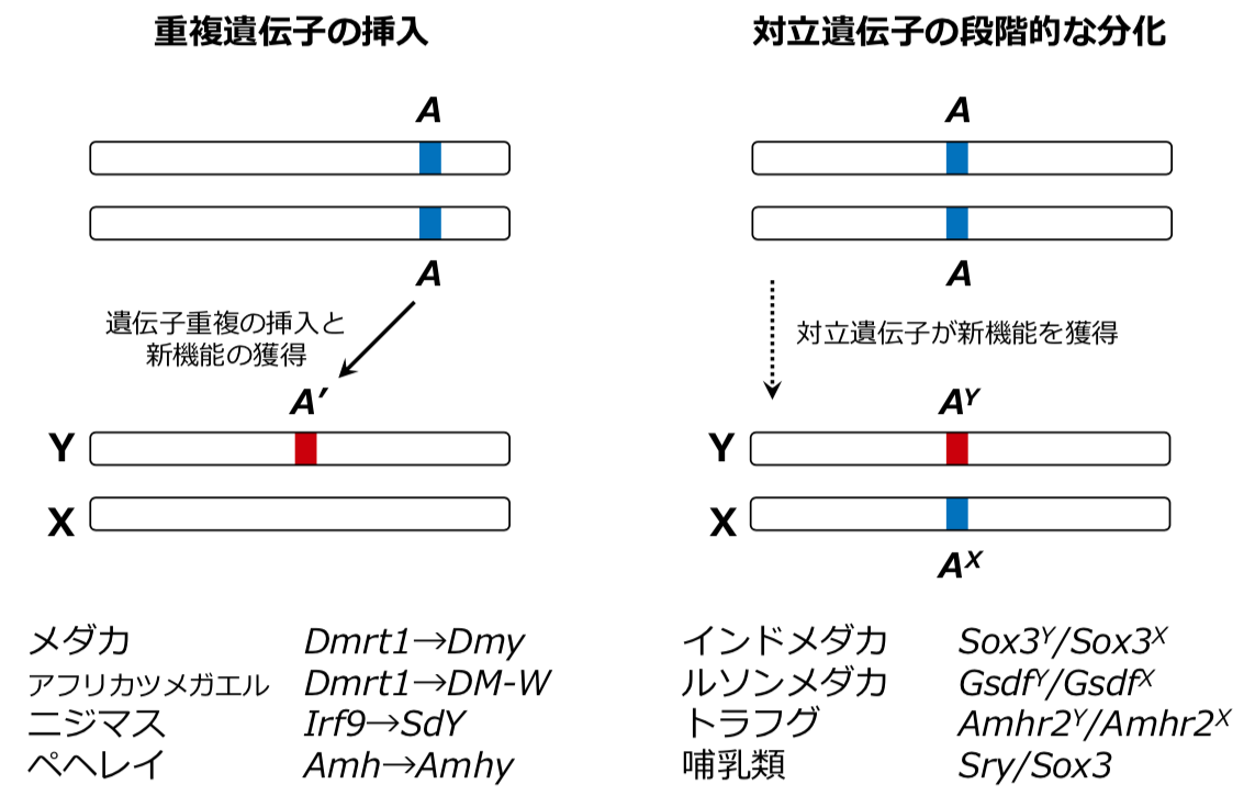 第13章 オスとメスを決める遺伝子の意外な多様性とオス化メス化の変わらない骨組み 一色出版