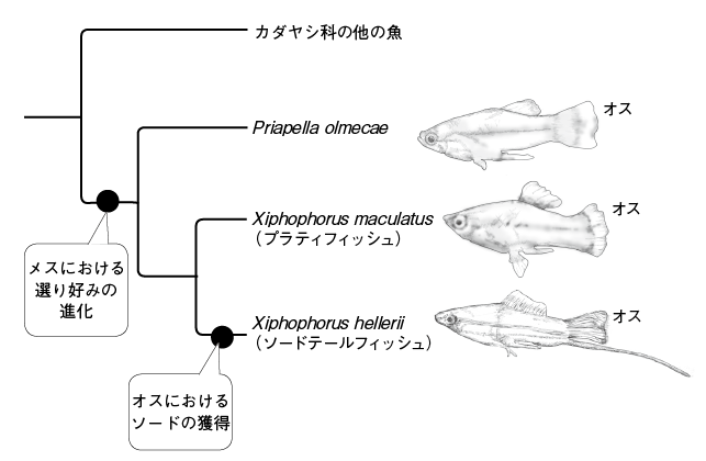 第14章 魚にも 思春期 がある 雄性ホルモンが司るオスに特徴的な二次性徴 一色出版