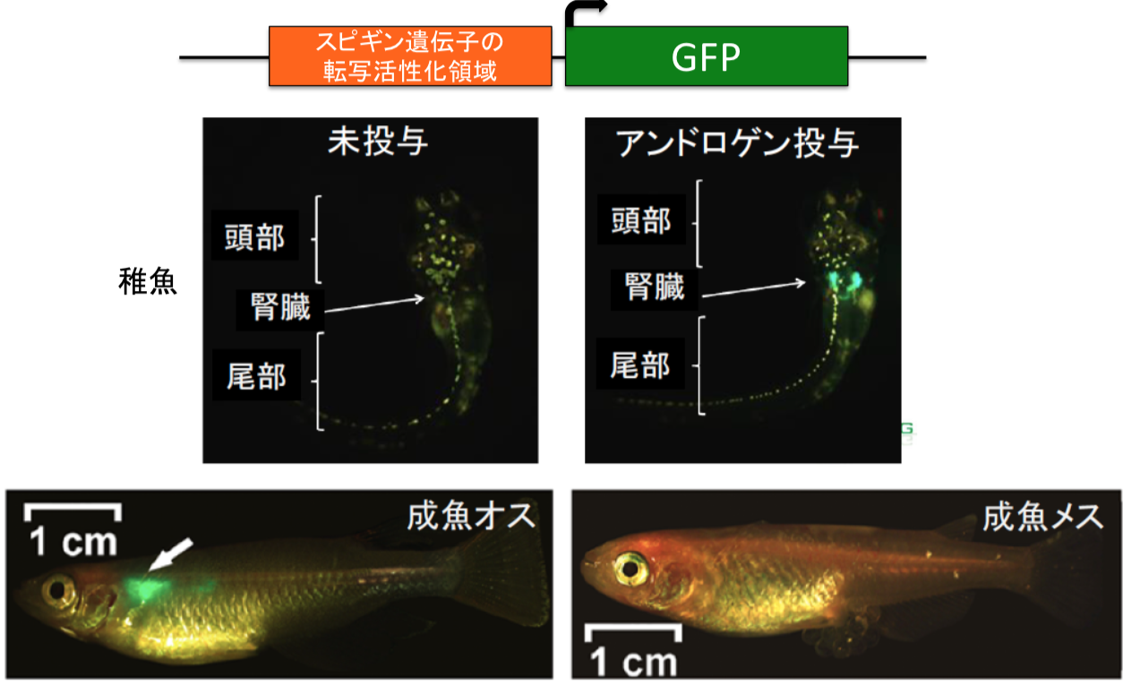 第14章 魚にも 思春期 がある 雄性ホルモンが司るオスに特徴的な二次性徴 一色出版