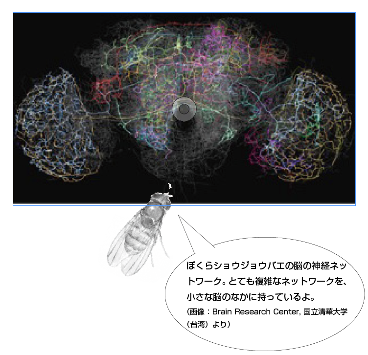 昆虫の脳の仕組み（昆虫に脳はあるのか？ 仕組みは人間とは違うのか