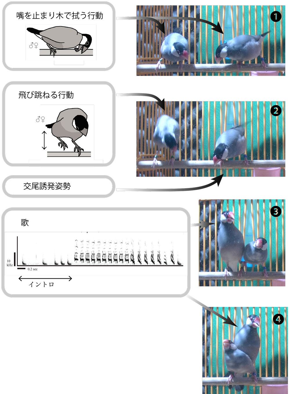 第4章 カエデチョウ科鳥類の性淘汰と 雌雄コミュニケーションの進化 一色出版