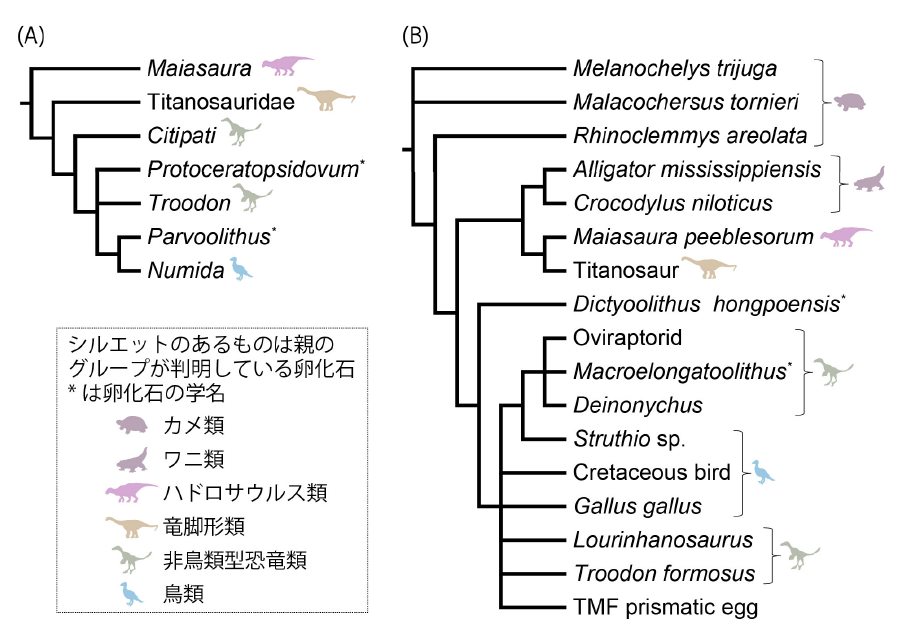 第12章 化石から類推する 鳥類の繁殖方法の進化 | 一色出版