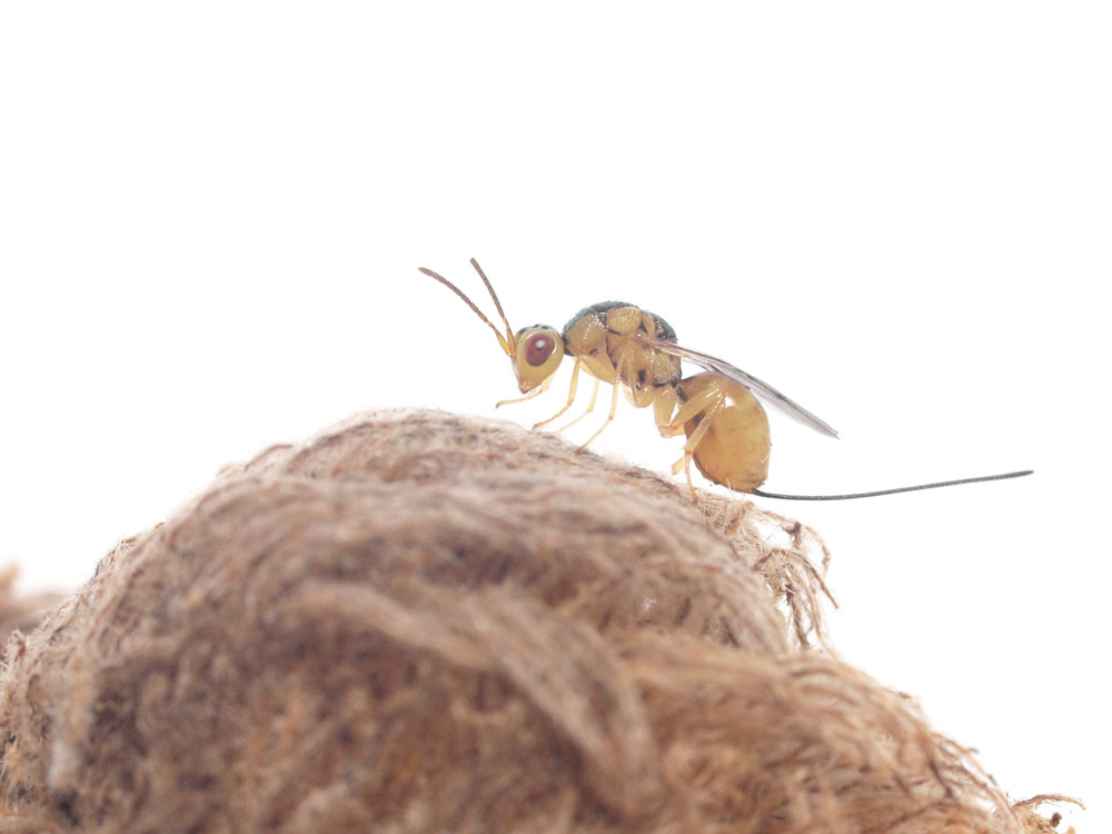 第3章 虫こぶをつくる寄生バチ 植物食への回帰 一色出版