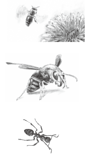 第11章 剣をもった寄生バチ：狩りバチへの進化 | 一色出版