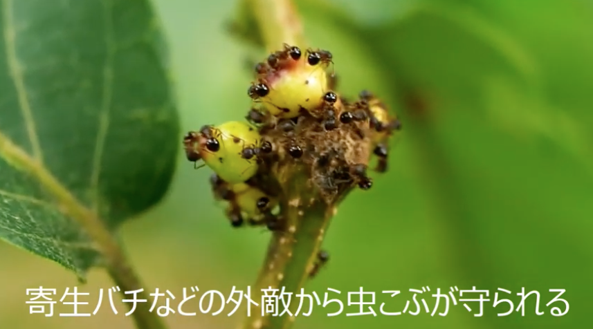 昆虫 寄生バチの作る虫こぶをめぐる戦い